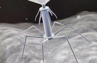 噬菌体模型制作方法纸质（噬菌体头部模型制作方法图）