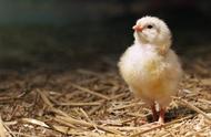 怎么区分公鸡与母鸡苗（如何辨认公鸡和母鸡）