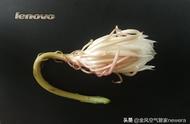 昙花哪些部位可以吃（昙花怎么吃效果最好）