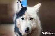 狼和狗的区别图解（狼和狗的区别是什么照片）