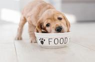幼犬多久可以自己吃食（幼犬几个月能自己吃饭）
