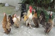 矮脚鸡有哪几个品种（矮脚鸡种类图片）