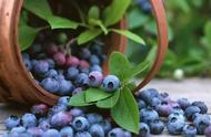 南方适合种植绿宝石蓝莓苗吗（南方种植蓝莓苗买什么品种的好吃）