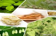 玉竹的种植方法和栽培技术（玉竹家庭种植及养护方法）