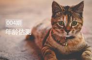 公猫早熟的征兆（公猫生理期有什么表现）