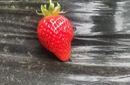 桃树地种草莓有影响没（农民土地可以种草莓吗）