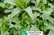 苦麦菜的最佳播种月份（苦麦菜什么时候播种最好）