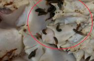 怎么辨别螃蟹是否被寄生（螃蟹外表有寄生虫吗）