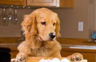 狗为什么不能吃生鸡蛋（一个月的狗能不能吃生鸡蛋）