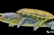 四眼斑水龟的饲养方法（四眼斑龟好养吗）