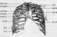肺实质加肺间质是不是肺组织（什么是肺间质和肺实质）
