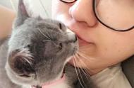 猫为什么爱亲人的嘴（猫会忘记自己的亲人吗）