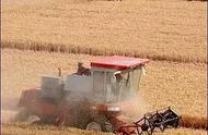 小麦一亩地播种多少斤种子最好（小麦播种量一般一亩多少斤）