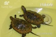 日本纯种石龟最多能活多少（日本石龟长得快吗）