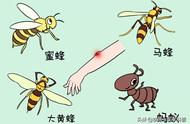 马蜂常见病情怎么治疗（马蜂最怕什么药物）
