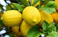 柠檬树盆栽在哪里最好（柠檬籽种出来能结果吗）
