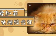 喜马拉雅猫的养护常识（喜马拉雅猫每天吃多少东西）