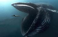 世界上最大的五种海洋动物是谁（世界上最大的积木）