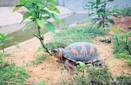 墨西哥龟能活多久（墨西哥蛋龟出壳几天下水）