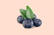 哪种蓝莓品种适合北方在家种植（北方种植蓝莓哪个品种最好）