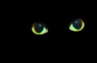 哪些动物夜间眼睛会发光（夜里眼睛发光的动物有哪些）