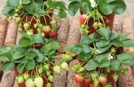 草莓苗一般栽几棵（草莓苗一棵能种几年）