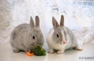 兔子吃蔬菜要注意什么（兔子吃蔬菜有什么可担心的吗）