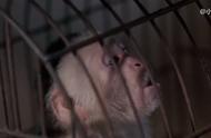 一只猴子引起的传染病电影（电影12只猴子在线观看）