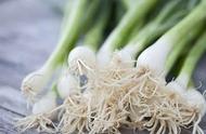 芹菜根的功效与作用芹菜根怎么吃（芹菜根的功效）