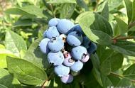 蓝莓采摘期多长时间（蓝莓成熟到采摘结束多长时间）