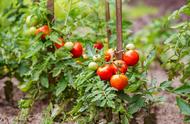 秋番茄的种植方法（露天秋番茄种植时间）