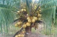 椰子的叶子怎么长出来的（椰子的叶子从树干怎样生长的）