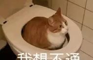 宠物猫大便怎么解决（幼猫到处拉便便怎么解决）