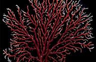 草珊瑚和红珊瑚的区别（红珊瑚与草珊瑚的区别）