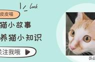 养猫要打什么针（新手养猫打哪几针）