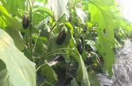 早春冷棚茄子的种植与管理（冷棚7月茄子的种植方法和技巧）
