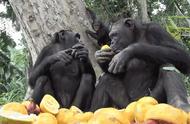 黑猩猩为什么是最残忍的（黑猩猩和人类的力量对比）