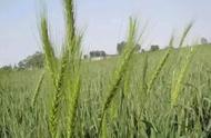 小麦播种后可以立即打除草剂吗（小麦播种后30天除草剂可以用吗）