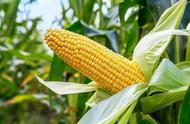 高产玉米一穴五株种植方法（玉米一穴多株高产种植技术）