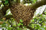 蜜蜂分蜂飞得很高怎么捉回来（蜜蜂原地怎么分蜂）