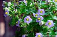 紫星花的花语是什么（紫灵花的花语是什么）