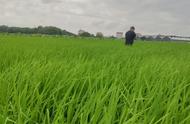 水稻直播技术和田间管理（水稻直播技术和方法）
