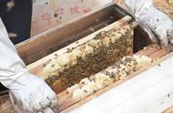养中蜂一般要多少天检查一次蜂箱（中蜂过箱一般多久能稳定）