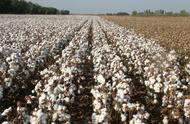 河南棉花是几月份种植的（河南几月份种植棉花最多）