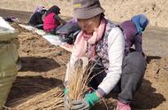 甘谷黄芪实图（真正黄芪出在哪里）