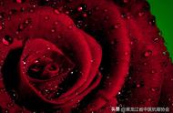 重瓣红玫瑰的十大惊人功效（重瓣红玫瑰适用人群）
