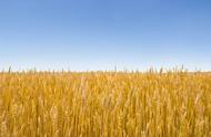 美国为什么分冬小麦春小麦（美国是种植冬小麦还是种植春小麦）