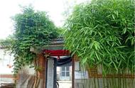 家里可以种竹子吗（为什么风水师建议不养竹子）