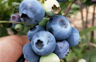 夏普蓝和奥尼尔蓝莓（奥尼尔蓝莓和双丰蓝莓优缺点）