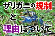 小龙虾为啥日本人不吃（日本为什么把小龙虾引入中国）